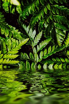 Tropical plant leaves and water in garden as botanical background, nature and environment closeup