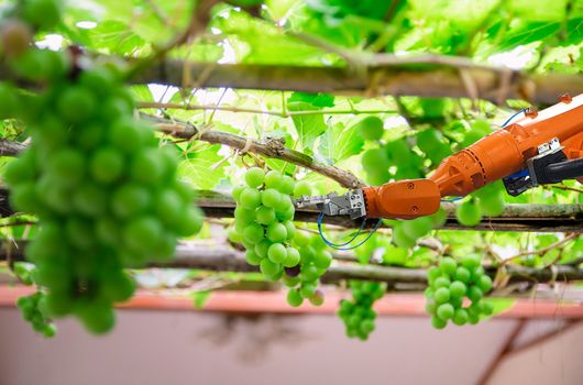 Smart farming and digital agriculture Robotic arm is working in Fruit picking Grape fruit