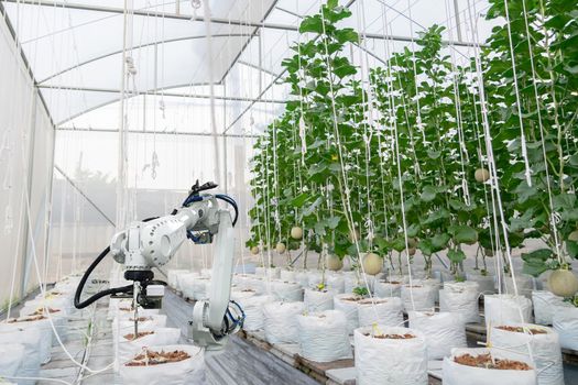 Smart farming fruit melon and digital agriculture Robotic arm is working 

