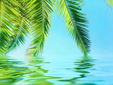 Palm tree leaves and sea water, summertime travel and beach background