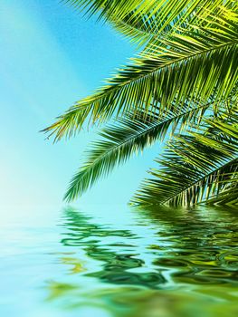 Palm tree leaves and sea water, summertime travel and beach background