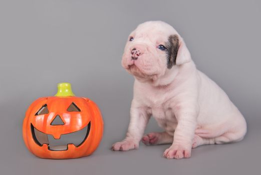 Funny American Bulldog puppy dog and orange little pumpkin, halloween card