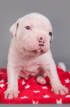 Funny small American Bulldog puppy dog is sitting on gray red with white stars background.