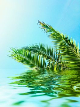 Palm tree leaves and sea water, summertime travel and beach background