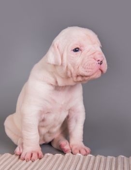 Funny small white American Bulldog puppy dog on gray background.
