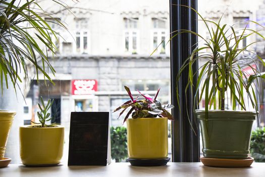 Coffee mug, plant, and poster, lunch time and relax, energy and business in caffeine