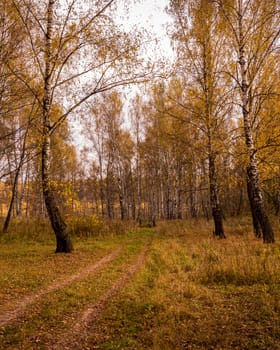 Autumn birch grove with golden leaves and footpath on a cloudy day during leaf fall.