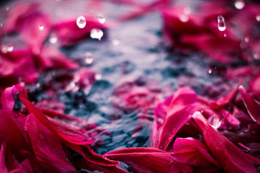 Beauty of nature, dream garden and wedding backdrop concept - Romantic abstract floral background, pink flower petals in water