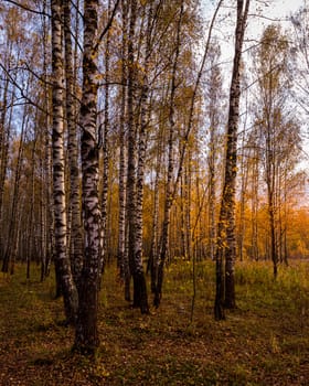 Autumn birch grove with golden leaves on a cloudy day during leaf fall.