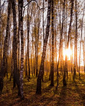 Sunset in an autumn birch grove with golden leaves and sunrays cutting through the trees on a sunny evening during the fall. 