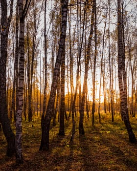 Sunset in an autumn birch grove with golden leaves and sunrays cutting through the trees on a sunny evening during the fall. 