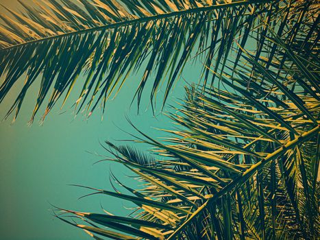 Tropical nature, vintage backdrop and summer vacation concept - Palm tree leaves and the sky, summertime travel background