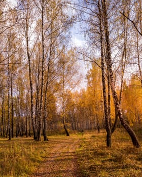 Sunset in an autumn birch grove with golden leaves, footpath and sunrays cutting through the trees on a sunny evening during the fall. 