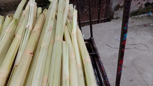 yellow colored tasty and healthy cut pese sugar cane stock
