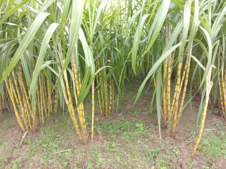 yellow colored tasty and healthy sugar cane on farm