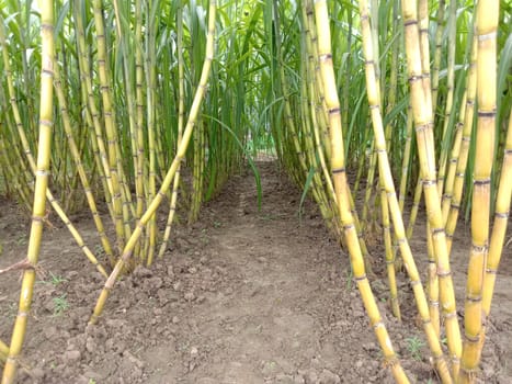 yellow colored tasty and healthy sugar cane on farm