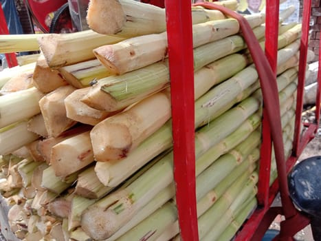 yellow colored tasty and healthy cut pese sugar cane stock