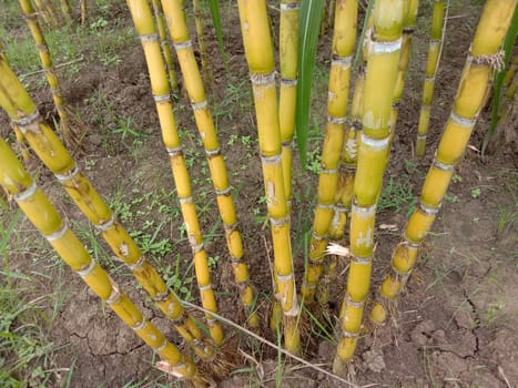 yellow colored tasty and healthy sugar cane on farm