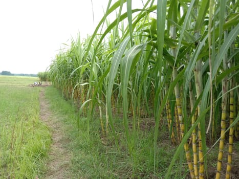 yellow colored tasty and healthy sugar cane on farm