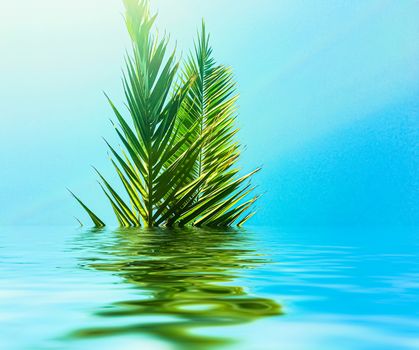 Palm tree leaves and sea water, summertime travel and beach background