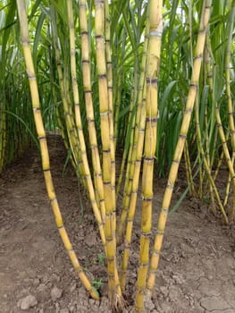 yellow colored tasty and healthy sugar cane on farm