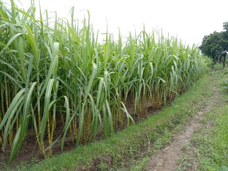 yellow colored tasty and healthy sugar cane on farm