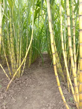 yellow colored tasty and healthy sugar cane on farm