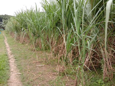 yellow colored tasty and healthy sugar cane on farm