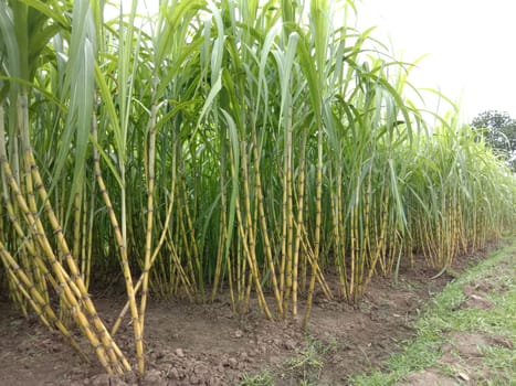yellow colored tasty and healthy sugar cane on farm