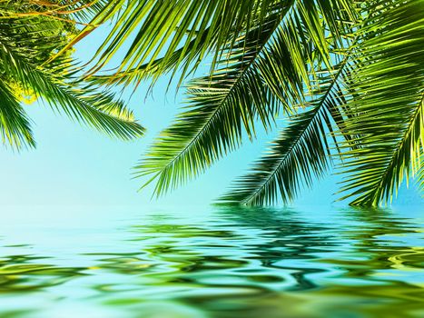 Palm tree leaves and sea water, summertime travel and beach background