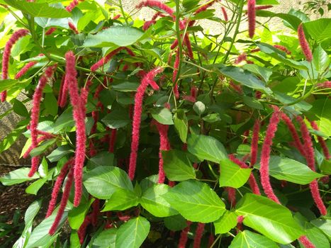 Natural tail red flower with greens leafs tree close up photo.