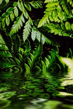 Tropical plant leaves and water in garden as botanical background, nature and environment closeup