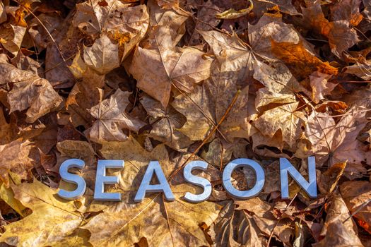 the word season laid with metal letters over yellow autumn fallen leaves - closeup with selective focus.