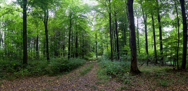 Beautiful view into a dense green forest with bright sunlight casting deep shadow.