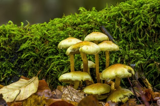 tasty fungus in a multi colored autumn forest