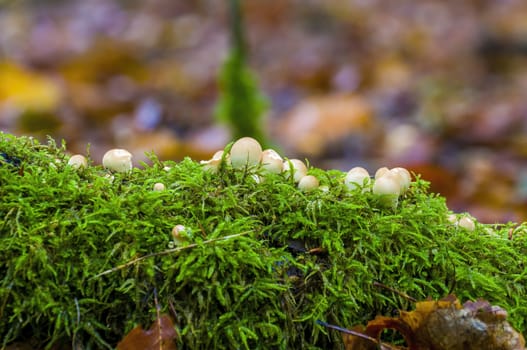 tasty fungus in a multi colored autumn forest