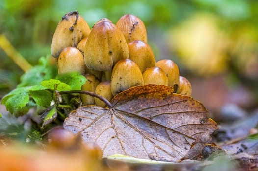 tasty fungus in a multi colored autumn forest