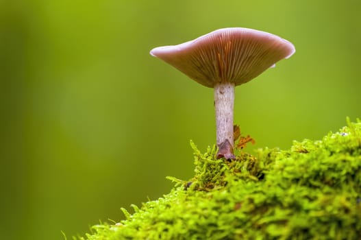 tasty fungus in a multi colored autumn forest