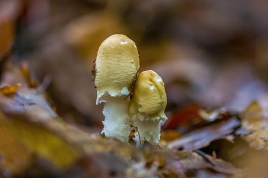 tasty fungus in a multi colored autumn forest
