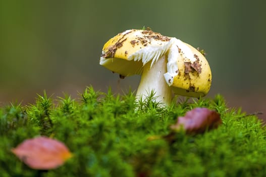 tasty fungus in a multi colored autumn forest