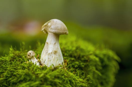 tasty fungus in a multi colored autumn forest
