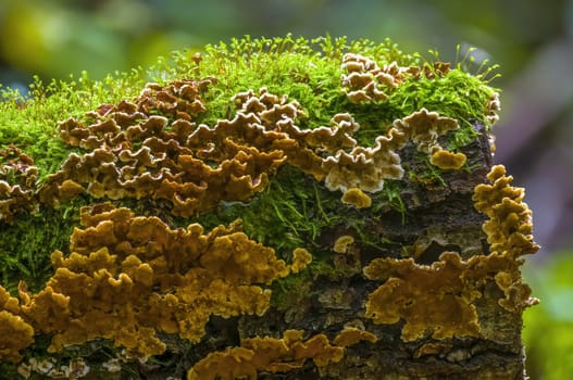 tasty fungus in a multi colored autumn forest