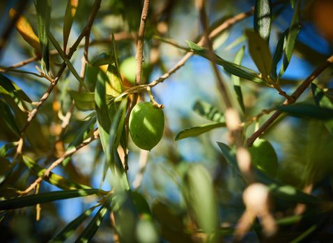 Unas aceitunas verdes en el arbol listas para ser cosechadas