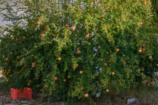 Unas granadas maduras y jugosas listas para la cosecha