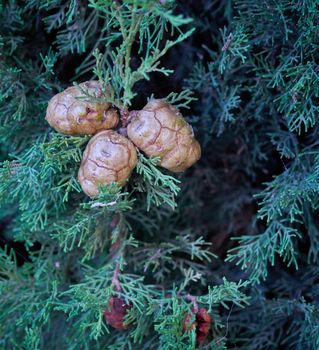 Unas llamativas semillas de cipres utilizadas como ornamentación en navidad