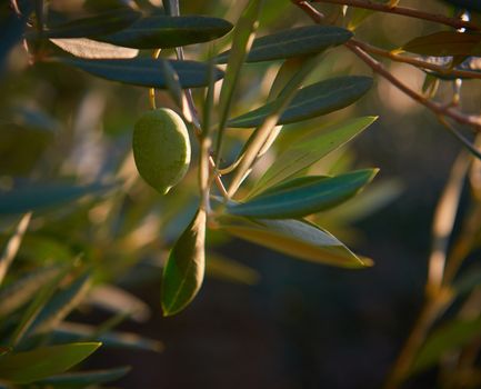 Unas aceitunas verdes listas para ser cosechadas