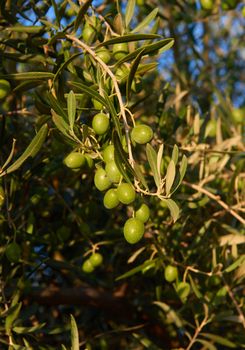 Unas aceitunas verdes listas para ser cosechadas