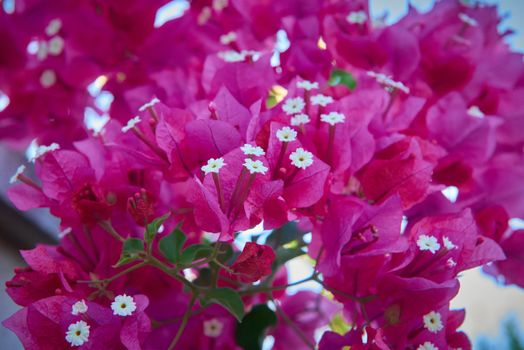 Una preciosa flor de buganvilla roja con petalos blancos