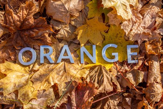 the word orange laid with metal letters over autumn fallen leaves - closeup with selective focus.