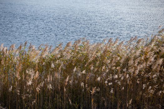 Phragmites australis, common reed - dense thickets in the daylight, lake water surface in the background. Backlit. Minimalistic horizontal composition.